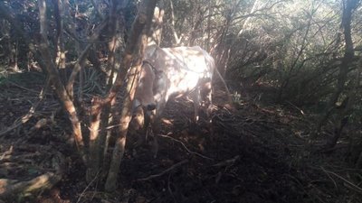Recuperan animal robado y detienen a presuntos abigeos - Nacionales - ABC Color