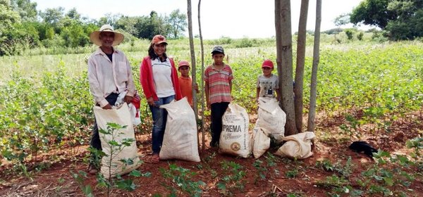 Productores de algodón reportan dificultades - Edicion Impresa - ABC Color