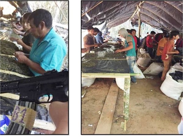 Revelaron imágenes de niños nativos esclavizados en acopio de marihuana
