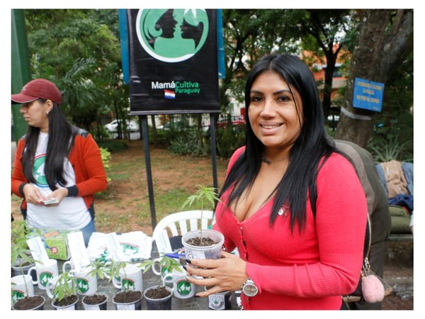 Anuncian acciones contra organización por regalar plantitas de marihuanas