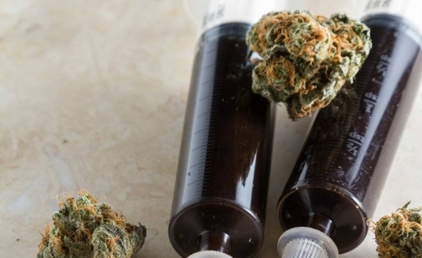 HOY / Efecto paliativo del cannabis medicinal ya no puede negarse, asegura neurólogo