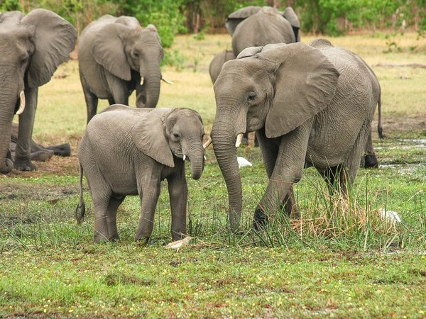 Caza acabará con 40% de grandes mamíferos de áreas tropicales