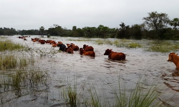 La peor situación para la ganadería en los últimos 50 años, dice la ARP - ADN Paraguayo