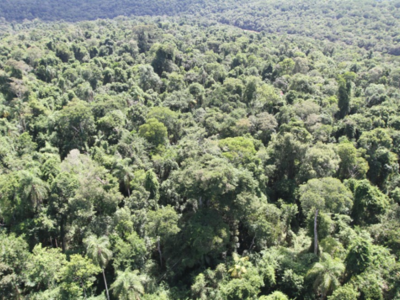 Plataforma de monitoreo de bosques estará disponible este año - Radio 1000 AM
