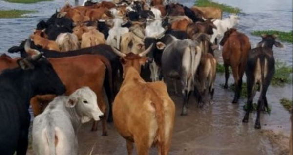 El sector ganadero está en una crítica situación - ADN Paraguayo
