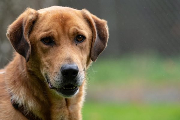Perros para reducir el estrés de estudiantes - Mascotas - ABC Color