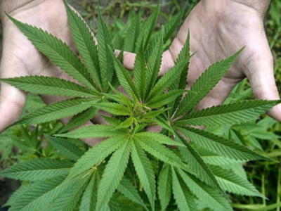 Aseguran que Mamá Cultiva Paraguay no puede ser sancionada por regalar plantines de cannabis - Radio 1000 AM