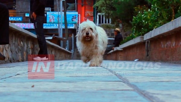 VACUNACIÓN DE MASCOTAS DEBE LLEGAR A LOS BARRIOS