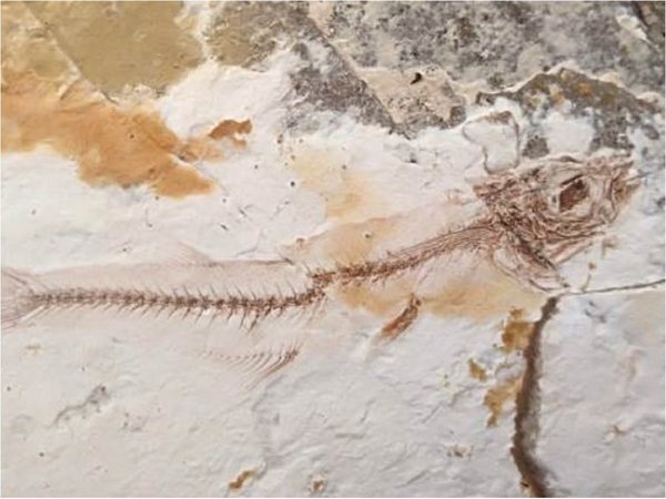 Hallan fósiles de peces de 2 millones de años