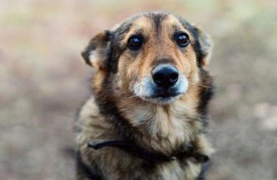 La ciencia dice que los perros pueden identificar a una mala persona - C9N