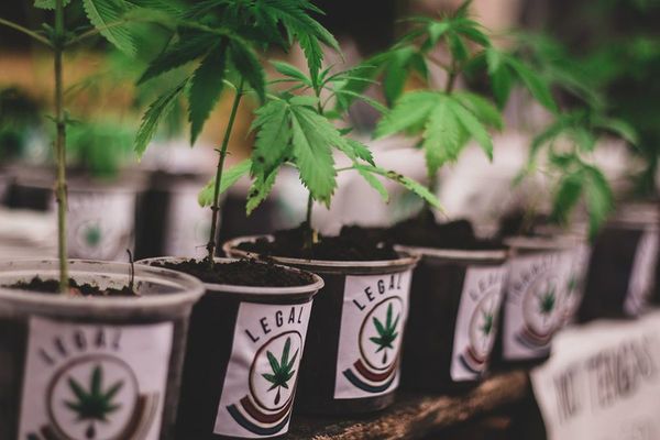 “Mamá Cultiva”, una lucha constante por la salud de sus hijos