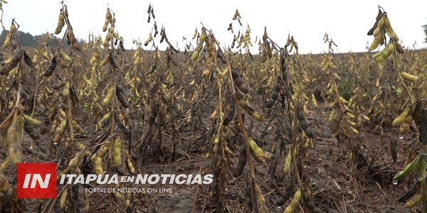 SOJA ZAFRIÑA REGISTRA PÉRDIDAS POR INTENSAS LLUVIAS