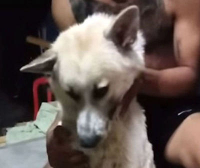 Viral. Perro finge su muerte para no bañarse