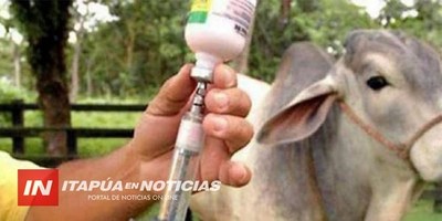 EN ITAPÚA, 500.000 CABEZAS DE GANADO SERÁN INMUNIZADAS CONTRA LA BRUCELOSIS.