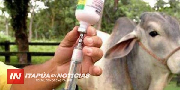 EN ITAPÚA, 500.000 CABEZAS DE GANADO SERÁN INMUNIZADAS CONTRA LA BRUCELOSIS.