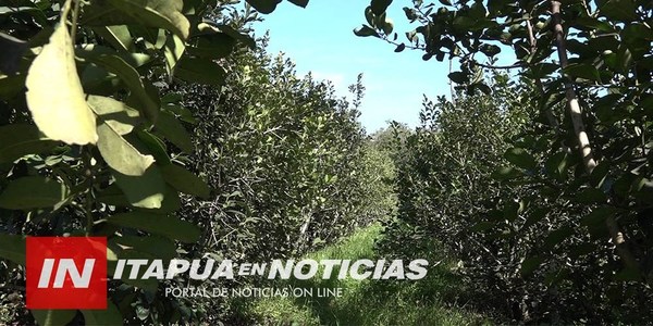 “NO CIERRAN LOS NÚMEROS” Y PRECIO DE YERBA MATE EN HOJA VOLVERÍA A BAJAR.