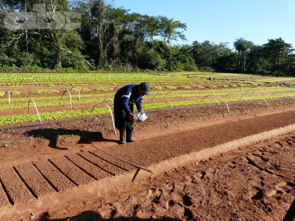 Desinfección de semillas con productos naturales - Ing. Agr. Fernando Díaz Shenker (*) - Edicion Impresa - ABC Color