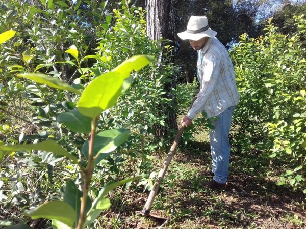 Yerbateros preocupados por retraso en la cosecha - Nacionales - ABC Color