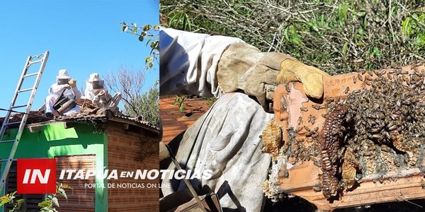ABEJAS “TOMARON” UNA VIVIENDA EN NATALIO Y BOMBEROS FUERON AL RESCATE.