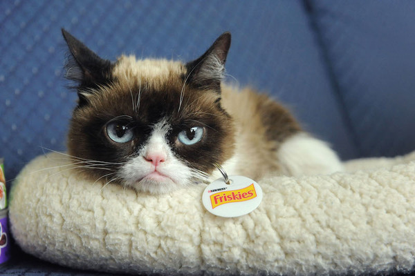 Murió el legendario “Grumpy Cat”, el gato más famoso de internet