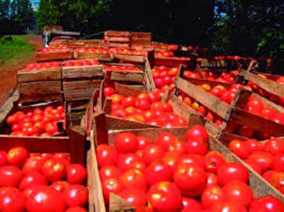 Anuncian que precio del tomate bajaría en los próximos días - .::RADIO NACIONAL::.