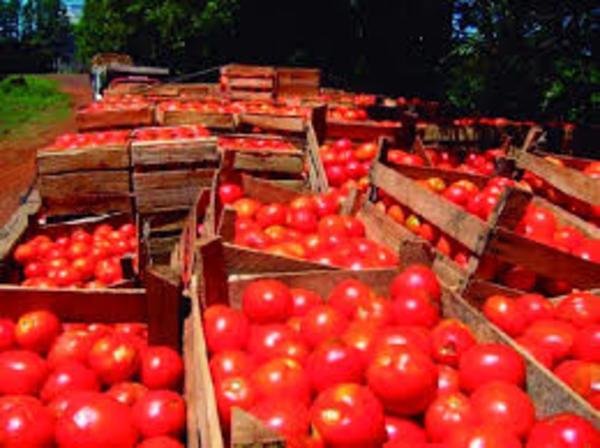 Anuncian que precio del tomate bajaría en los próximos días - .::RADIO NACIONAL::.