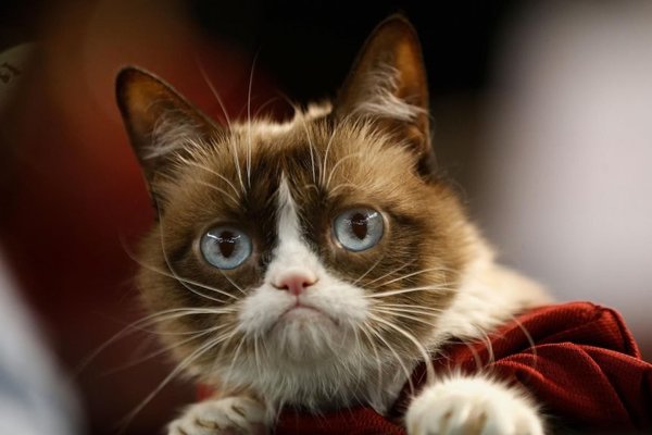 Adiós a Grumpy Cat - Mascotas - ABC Color
