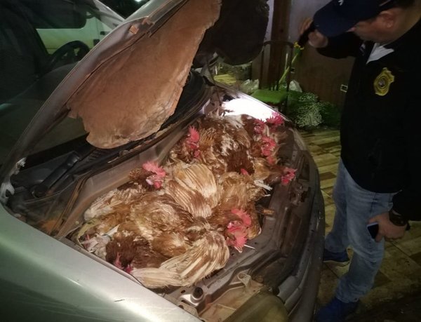 VEHÍCULO CON “MOTOR” DE GALLINAS
