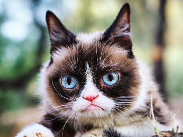 Muere Grumpy Cat, la famosa gata que inspiró miles de memes
