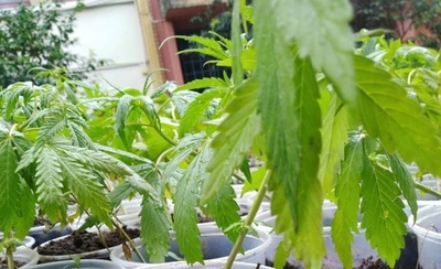 HOY / Mama Cultiva repartió plantines de cannabis y Senad pide prisión para organizadores