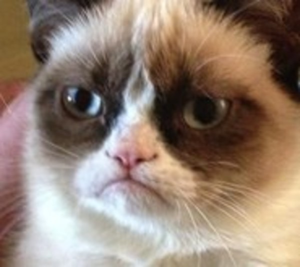Murió una celebridad de internet: Grumpy Cat - Paraguay.com