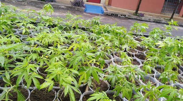En la mira por repartir plantines de cannabis - Nacionales - ABC Color