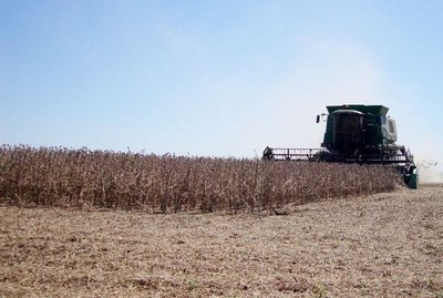 Divisas de soja caerán en unos US$ 1.340 millones