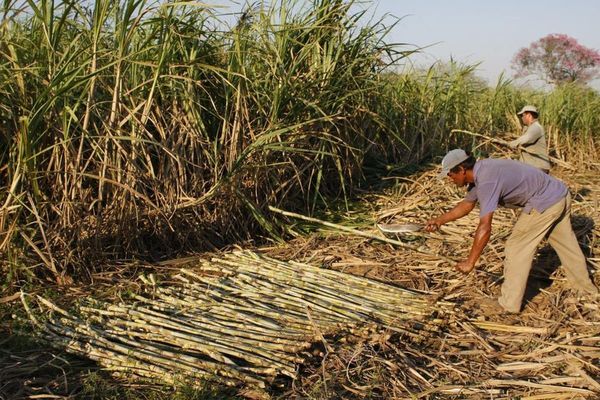 Cañicultores de Guaira piden asistencia para mejorar la productividad - ADN Paraguayo