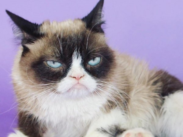 Murió Grumpy Cat, la icónica cara del malhumor