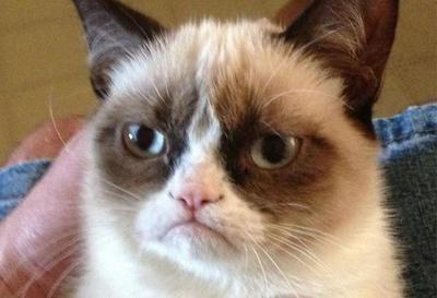 Grumpy Cat, la gata gruñona de los memes, muere a los siete años » Ñanduti