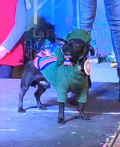 El jagua soldado por fiestas de la Patria