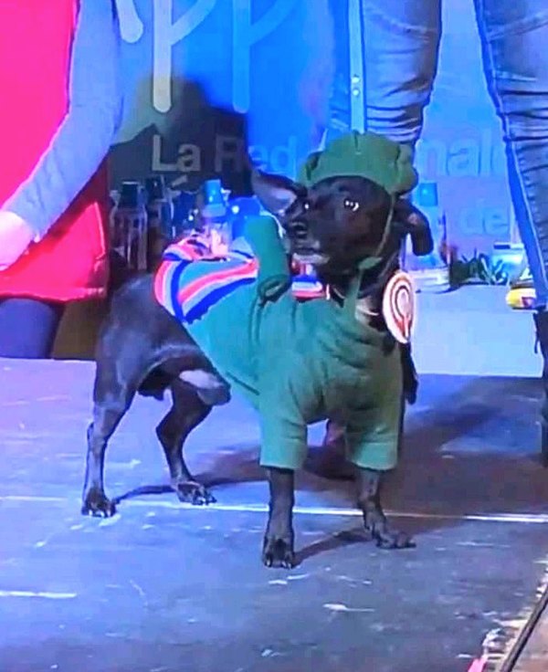 El jagua soldado por fiestas de la Patria