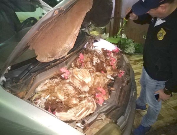 “Gallinas mecánicas” venían ¡en el motor!