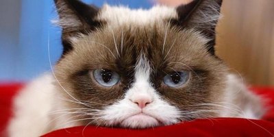 Murió la michi más famosa de las redes