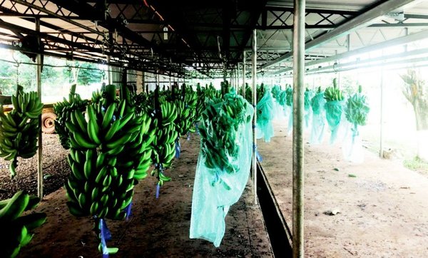 En Caaguazú piden cumplir ley que incluye banana en merienda escolar - Edicion Impresa - ABC Color