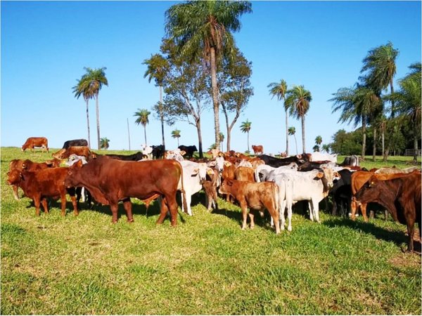 Fiscala allana e identifica dos fincas del diputado Cuevas en Paraguarí