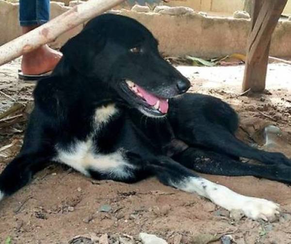 Perro rescata a un bebé recién nacido