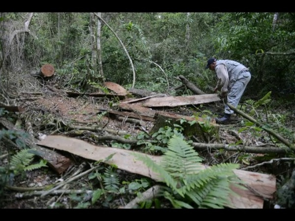 5 AÑOS DE CÁRCEL PARA HOMBRE QUE COMERCIALIZABA ILEGALMENTE MADERAS DE LA RESERVA SAN RAFAEL