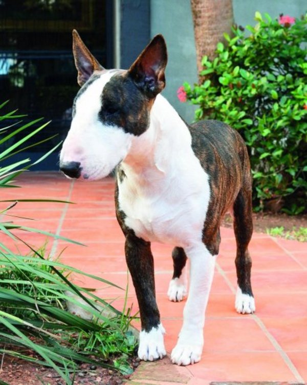 Perros malnutridos - Edicion Impresa - ABC Color
