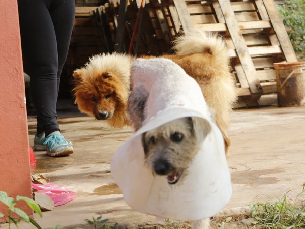 Damnificados entregan a sus mascotas por falta de comida