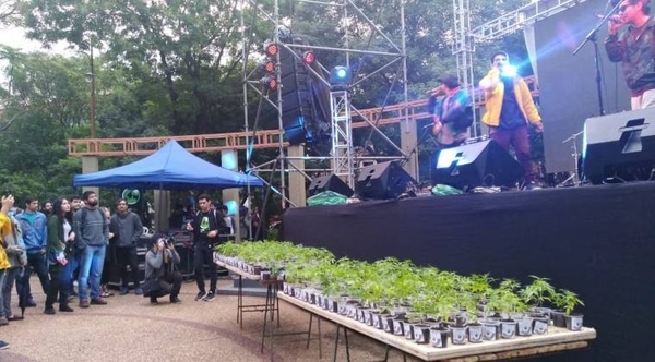 HOY / Reclamarán ante el Congreso, cultivo solidario de marihuana terapéutica