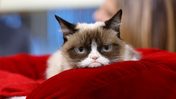 Muere “Grumpy Cat”, gata famosa de internet - ADN Paraguayo