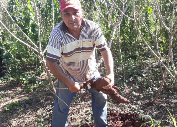 Productores San Pedro exigen mejor precio para la mandioca