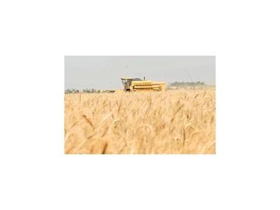La crisis en el campo se extenderá al trigo y al maíz